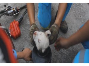 Öyle Bir Yere Sıkıştı Ki…