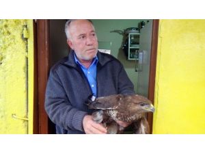 Yaralı Şahine Taksici Sahip Çıktı