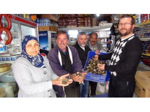 Bu Mantarın Yaşı 100 Kurusu 600 Lira