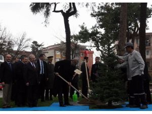Erdoğan Fidan Dikti