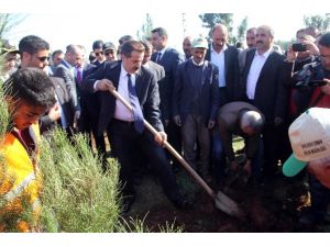 Bakan Çelik Ağaç Dikimine Katıldı