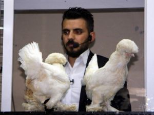 (Özel Haber) Süs Tavukları Açık Artırmada Rekor Fiyata Alıcı Buldu