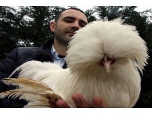 Yeni Bir Hayvan Türü Değil !