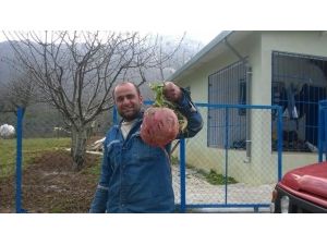 Hay Maşallah !