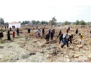 Binlerce Fidan Toprakla Buluşuyor