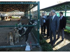 Chp’nin Barınak Hayvanlarının Satıldığı İddiasına Altepe’den Cevap