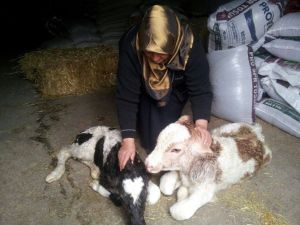 Bartınlı Çiftçinin İkiz Buzağı Sevinci