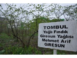 Fındık Üreticilerine Bakım Uyarısı