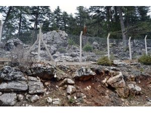 Şakayıklar Koruma Altına Alındı