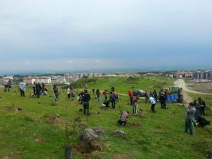 Mkü’de Kutlu Doğum İçin 571 Fidan Dikimi