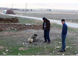 (Özel Haber) Gürpınar’da Kuduz Alarmı