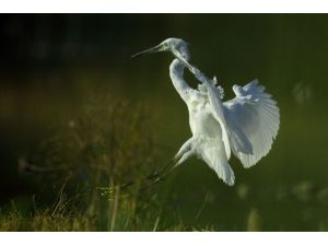 Ordu’da Biyolojik Zenginlik Keşfedildi