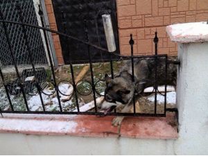 Kafası Demir Korkuluklara Sıkışan Köpek Kurtarıldı