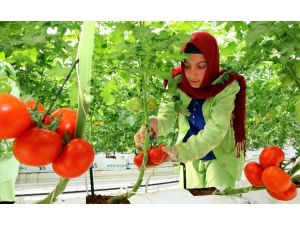 -35 Dercede Domates Üretiyorlar