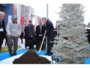 Cumhurbaşkanı Erdoğan, Denizli Valiliği Önünde Fidan Dikti