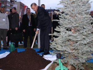 Erdoğan Fidan Dikti