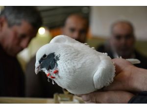 Güvercinlere Güzellik Yarışması