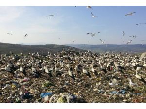 Baharın Habercisi Leylekler Bursa’ya Gelmeye Başladı.