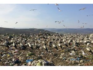 Baharın Habercisi Leylekler Gelmeye Başladı