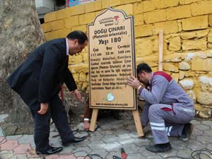 Tarihe Tanıklık Eden Ağaçlarımız Belirleniyor