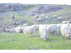 Ankara Birlik Kuzuların Sesi Olacak
