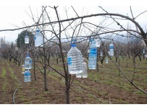 Ağaç Dallarına Pet Şişe Asan Çiftçinin İlginç Yöntemi