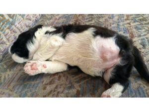 Bartın’da 3 Ayaklı Köpek Doğdu