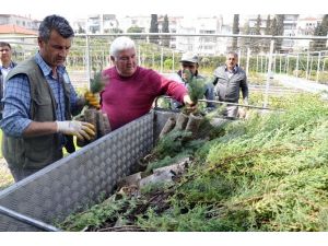 İzmir’de Yanan Ormanlık Alan Ağaçlandırıldı