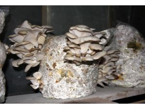 (Özel Haber) Köylüleriyle İddiaya Girdi, İstiridye Mantarı Yetiştirmeye Başladı