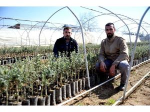 200 Milyon Zeytin Ağacı Hedefinin Yüzde 80’ini Orhangazi Karşıladı