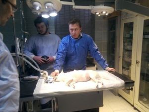 İnsanlara Takılan Stent, İlk Kez Bir Köpeğe Takıldı