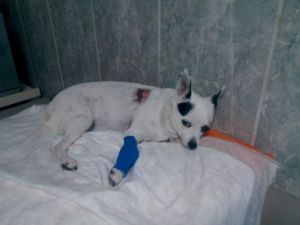 Bir Köpeğe İlk Kez Takıldı