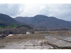 (Özel Haber) Tosya’da Çeltik Tarlalarını Sel Bastı