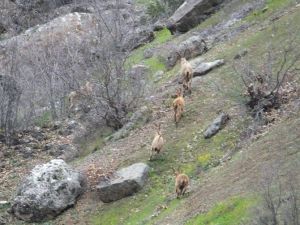 (Özel Haber) Yaban Dağ Keçileri Sürü Halinde Görüntülendi