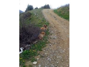 (Özel Haber) Onlarca Köpeği Anestezi İle Bayıltıp Terk Ettiler