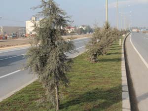 Çimlendirme ve Otomatik Sulama Tesisatı Döşeme Çalışmaları