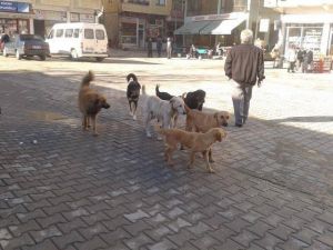 Erfelek’te Başıboş Köpek Tedirginliği