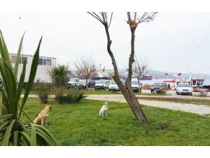 (Özel Haber) Bu Köpekler Neyi Bekliyor