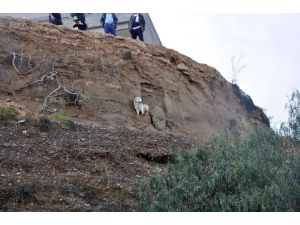 Uçurumda Mahsur Kalan Köpeği İtfaiye Kurtardı
