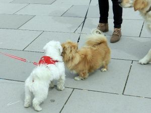 Kosova’da İlk Kez Dünya Sokak Hayvanları Günü Kutlandı