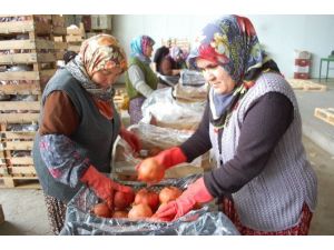 Silifke’den Irak’a Nar İhracatı