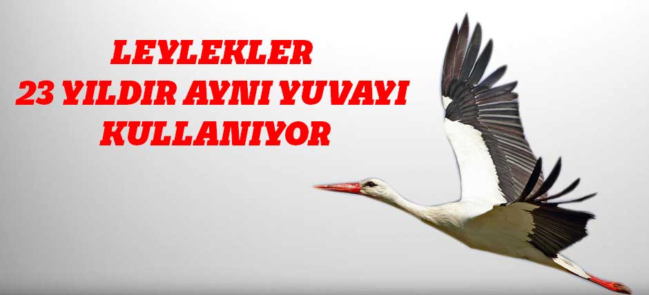 Leylekler 23 Yıldır Aynı Yuvayı Kullanıyor