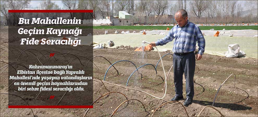 Bu Mahallenin Geçim Kaynağı Fide Seracılığı
