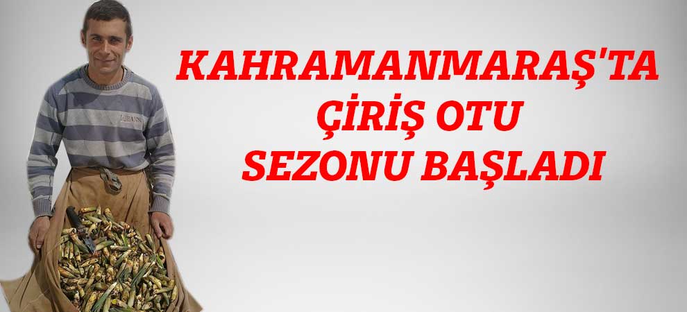 Kahramanmaraşta Çiriş Otu Sezonu Başladı  