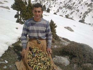Kahramanmaraş’ta Çiriş Otu Sezonu Başladı