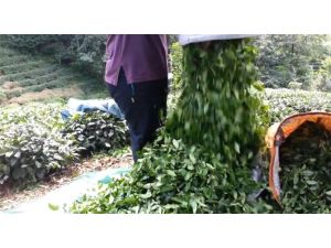 Çay Üreticisine Müjdeli Haber