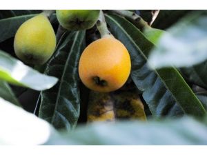 Yenidünyada Erken Hasat