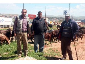 Hataylı Çobanlar Sınırdaki Meranın Açılmasını İstiyor