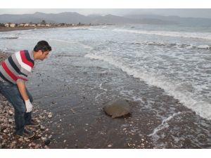 Deniz Kaplumbağası Operasyonla Denize Bırakıldı