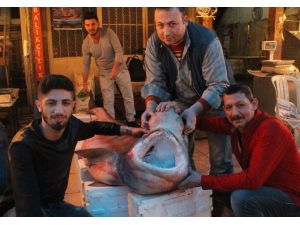 Mersin’de Balıkçıların Ağlarına Dev Köpek Balığı Takıldı